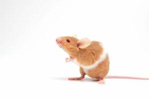 How To Keep Mice Out Of A Camper