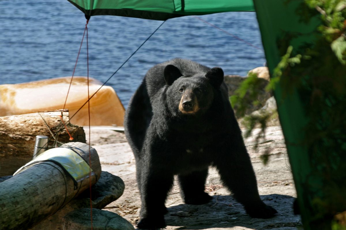 How to Keep Bears Away When Camping